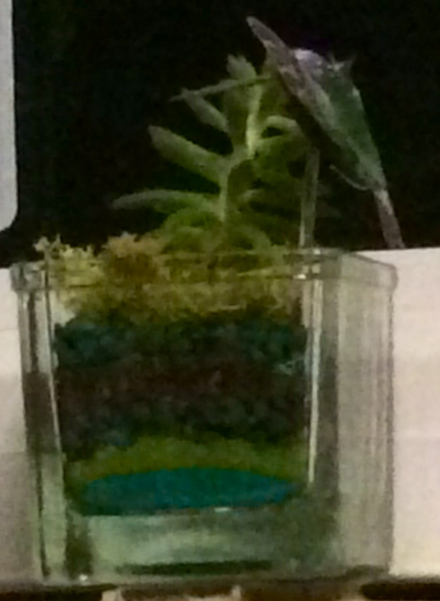 Caregivers and Companions, Part 2