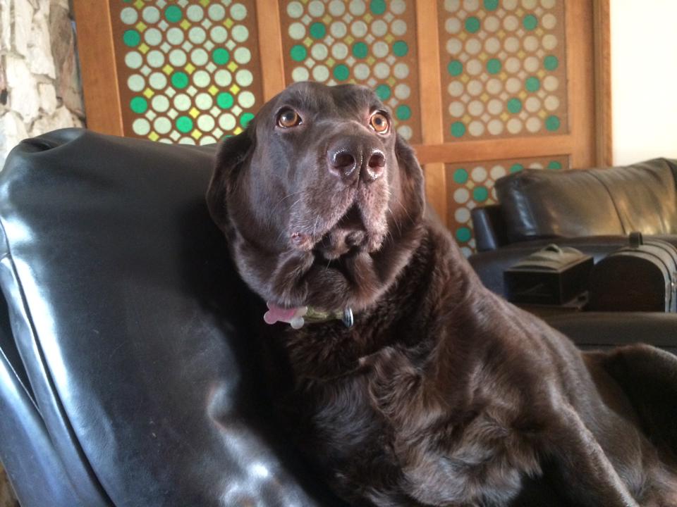 Elphaba lounges in her favorite chair. Behind her you can see my favorite part of the home I left behind, its unique vintage pocket door.