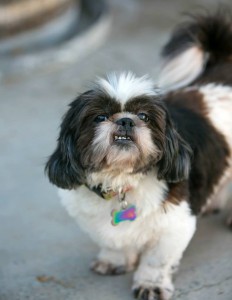 The 2 beloved dogs I had to give up. They are in good homes, but I miss them every day. 