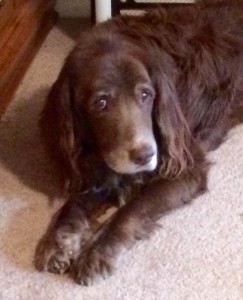 My elderly dog Arthur. The move has been very hard on him.