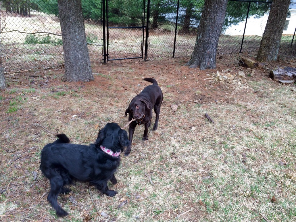 Aria and Elphaba play with a stick in their new backyard.