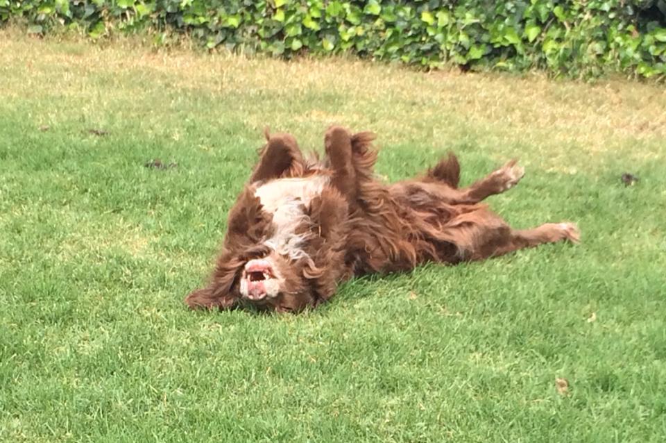 Saying goodbye to a beloved friend