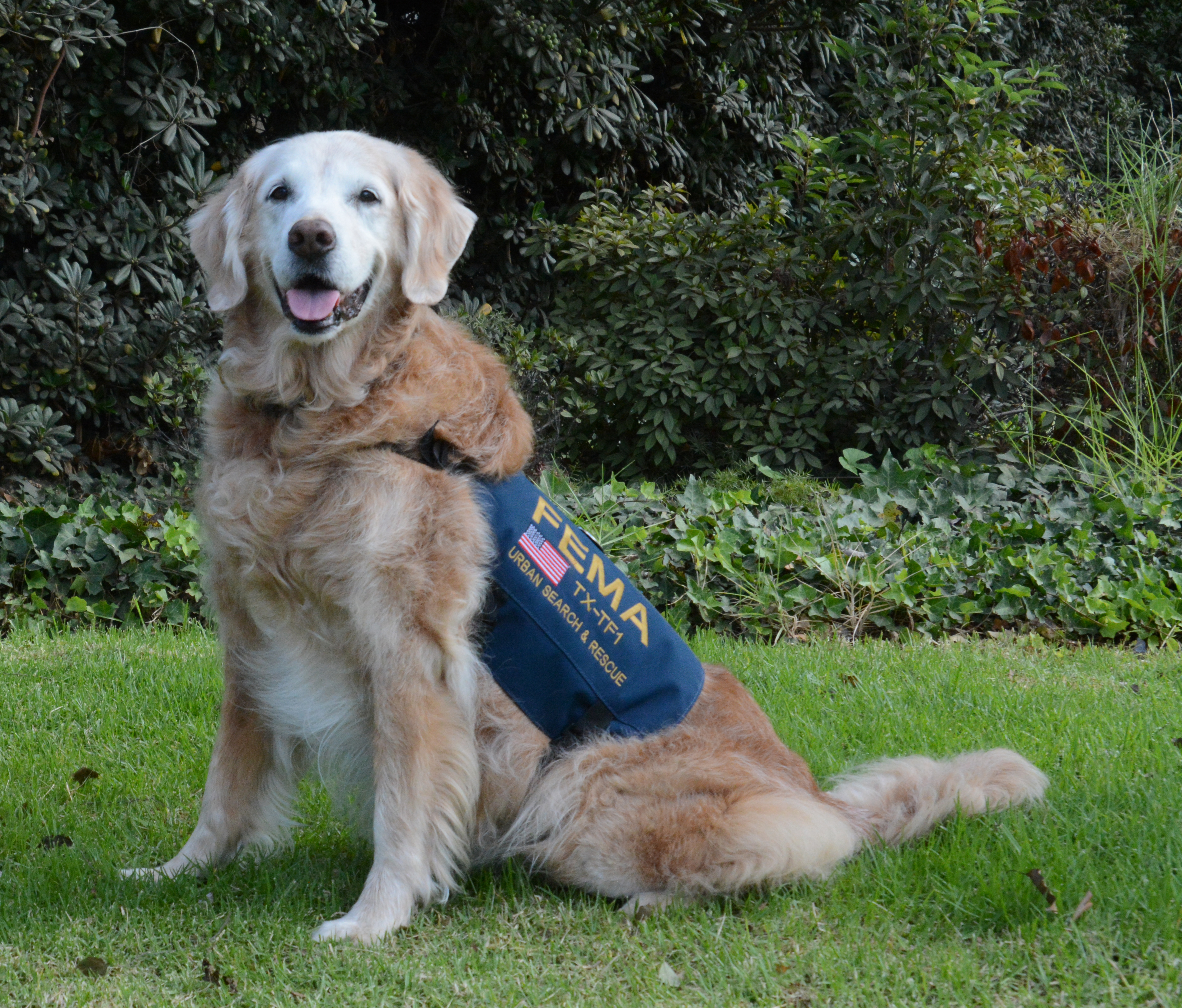Daily Dog: September 11 Hero Dog
