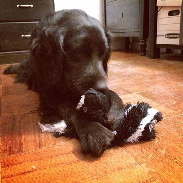 The Daily Dog: Skunk Alert!