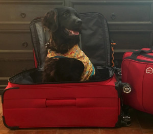 Traveling with a service dog