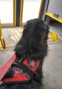 bus travel service dog